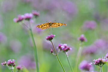 a butterfly sitting on a petal