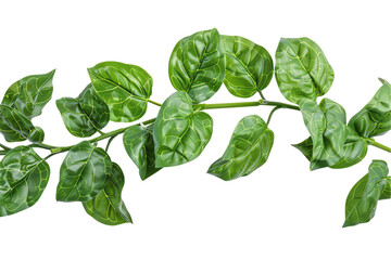 basil leaves isolated fresh