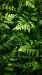 Fototapeta na wymiar Green fern wallpaper