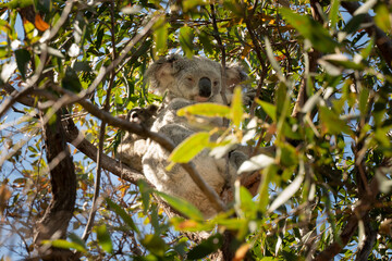 A koala is sleeping in a tree