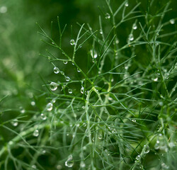 Drops of rain on thin branches of fennel beard - 768019823