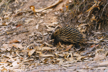 A Equidna with a long tail is walking through a pile of leaves