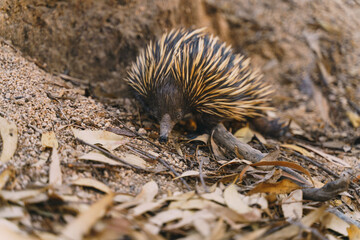 A Equidna small animal with a long nose is walking on the ground