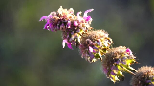 Monarda citriodora is flowering plant in mint family, Lamiaceae. Names include lemon beebalm, lemon mint (this may also apply to Eau de Cologne mint or Melissa officinalis) and purple horsemint.