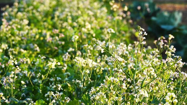 Kalepina is a Mediterranean genus of herbaceous plants of the Cabbage family (Brassicaceae). Includes a single species - Irregular Kalepina (Calepina irregularis).