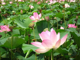 연꽃 연꽃무리 여름 아름다움