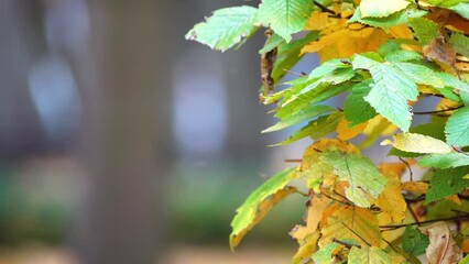 Ulmus americana, generally known as American elm or, less commonly, as white elm or water elm, is species of elm native to eastern North America
