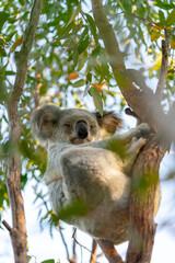 A koala is sitting on a tree branch
