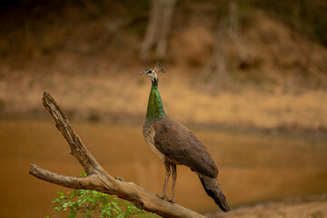 Peacock is the name given to two species of birds from the Pavo genus from the pheasant family. During the courtship period, the male peacock is known for his tails, which he displays openly.