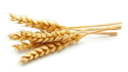 Wheat on White Background. Food, Isolated, Crop, Rye, Flour, Bread, Spike, Barley, Farm, Seed, Closeup, Plant, Pasta, Grass, Harvest, Ingredient, Yellow, Ripe, Healthy, Organic
