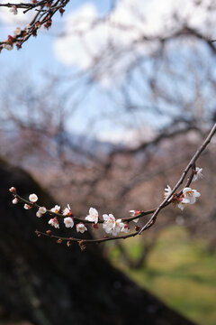 Close-up of Prunus mume aka Chinese plum, Japanese plum, Japanese apricot, or plum blossom. The tree's flowering in late winter and early spring is highly regarded as a seasonal symbol.
