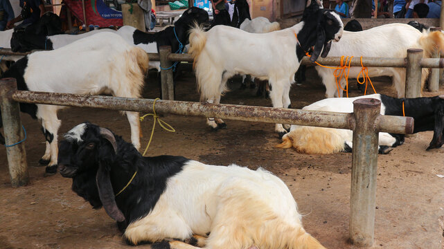 etawa goat or jamnapari and goat in the farm. Javanese Goats.