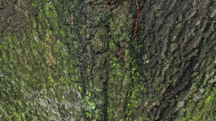 Moss cover on tree bark background. Close-up moss texture on tree surface.