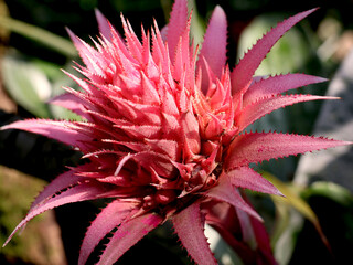 Fototapeta premium Die Nahaufnahme einer blühenden Aechmea Fasciata