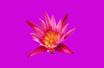 Closeup, Beautiful flower blossom blooming lotus pink color isolated on pure violet background for stock photo, summer flowers, floral for meditation, plants