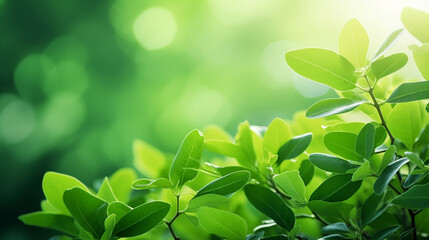 Fototapeta na wymiar Nature of green leaf in garden at summer. Natural green background.