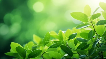 Poster Nature of green leaf in garden at summer. Natural green background. © GarlicDesign