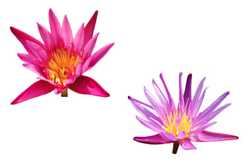 Closeup, Beautiful flower blossom blooming lotus pink and purple color isolated on white background for stock photo, summer flowers, floral for meditation, plants, collage