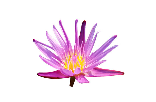 Closeup, Beautiful flower blossom blooming lotus purple color isolated on white background for stock photo, summer flowers, floral for meditation, plants