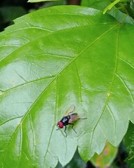 fly on leaf