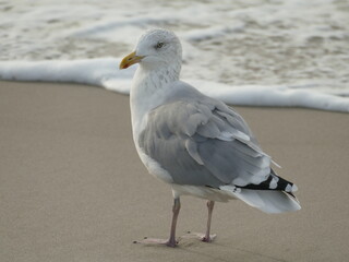 close-up of a seagull standing on sand next to the foam from the sea 