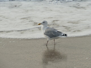 close-up sideprofile of a seagull walking in the wet sand next to the sea 