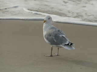 Closeup of a seagull standing on the sand and looking towards the camera next to the sea 