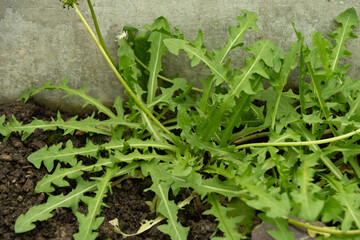 Dandelion or Taraxacum Albidum plant in Saint Gallen in Switzerland