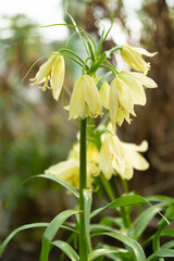 Fritillaria Raddeana plant in Saint Gallen in Switzerland