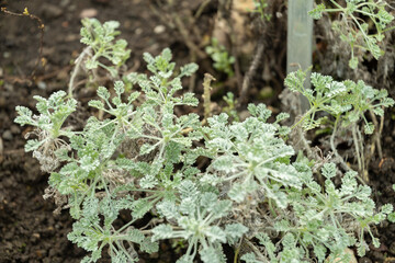 Tanacetum Argenteum plant in Saint Gallen in Switzerland
