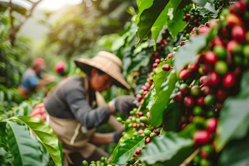 Foto op Canvas Red coffee berries are picked by hand by people on coffee plantations © Oleksandr06
