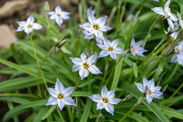 Springstar or Ipheion Uniflorum plant in Saint Gallen in Switzerland