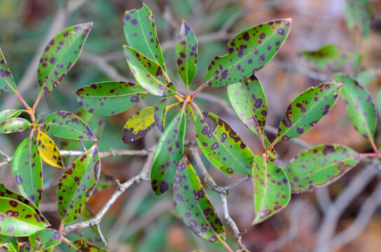 Damaged leaf with Leaf spot disease. Mountain laurel, leaf spots, caused by Phyllosticta Kalmicola. High-quality photo