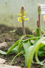 Orchid like cape cowslip or Lachenalia Orchioides plant in Saint Gallen in Switzerland