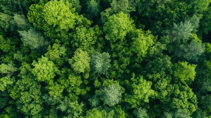 Top view of a dense green forest showcasing the beauty of nature
