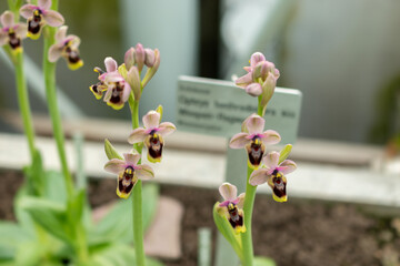 Sawfly orchid or Ophris Tenthredinifera plant in Saint Gallen in Switzerland