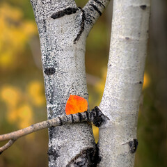 Single red leaf on Aspen Birch tree white trunk texture in fall autumn