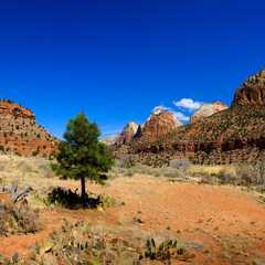 Red Rock in Zions National Park with Pine Trees