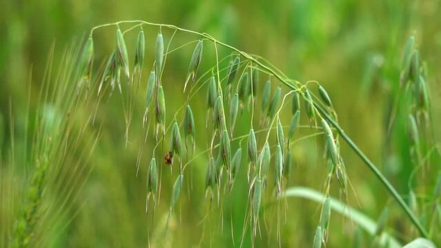 Wild oats like weeds growing in a field (Avena fatua, Avena ludoviciana). Common wild oat, Avena fatua, growing in punjab Pakistan. slow motion