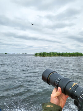 Photographer uses a telephoto lens to photograph the pelicans on a boat trip in the Danube Delta Biosphere Reserve, Delta Dunarii near Tulcea, Wallachia, Romania, Donaudelta