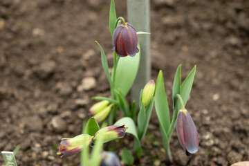 Fritillaria Armena plant in Saint Gallen in Switzerland