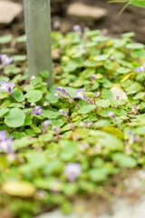 Cymbalaria Microcalyx plant in Saint Gallen in Switzerland