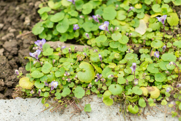 Cymbalaria Microcalyx plant in Saint Gallen in Switzerland