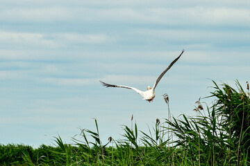 A white stork (Ciconia ciconia), rattle stork standing in the Danube Delta Biosphere Reserve, Delta...