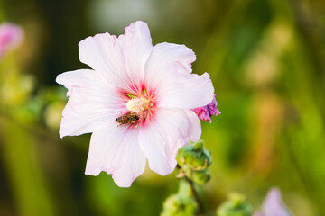 close up of a bee on pink flower