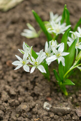 Ornithogalum Oligophyllum plant in Saint Gallen in Switzerland