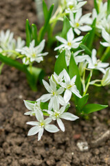 Ornithogalum Oligophyllum plant in Saint Gallen in Switzerland