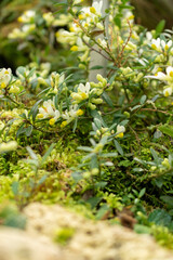 Polygala Chamaebuxus plant in Saint Gallen in Switzerland