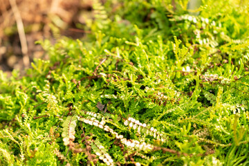 Asplenium Adulterinum plant in Saint Gallen in Switzerland