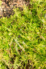 Asplenium Adulterinum plant in Saint Gallen in Switzerland